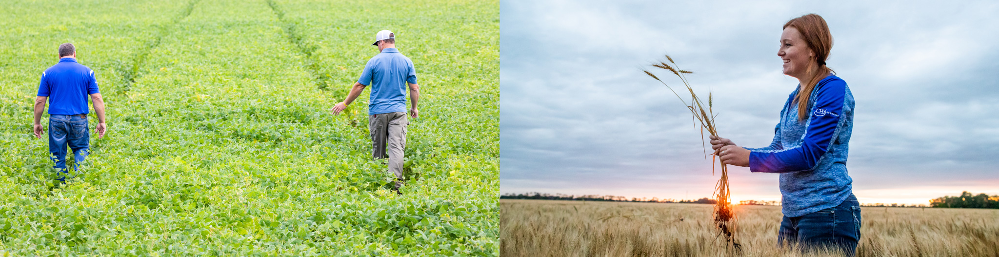 split image of people working in a field