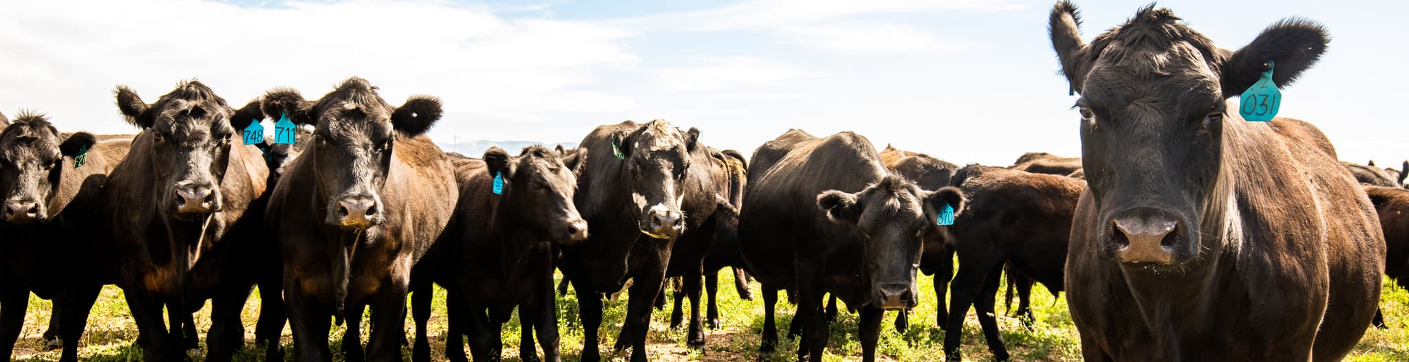 Herd of cattle in a pasture