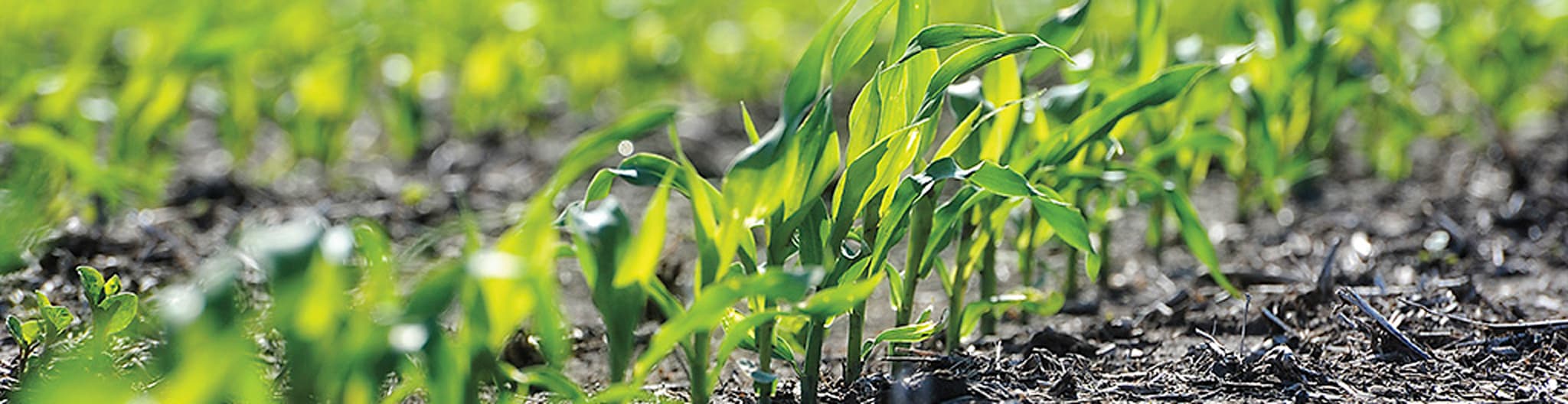 Young corn in a field