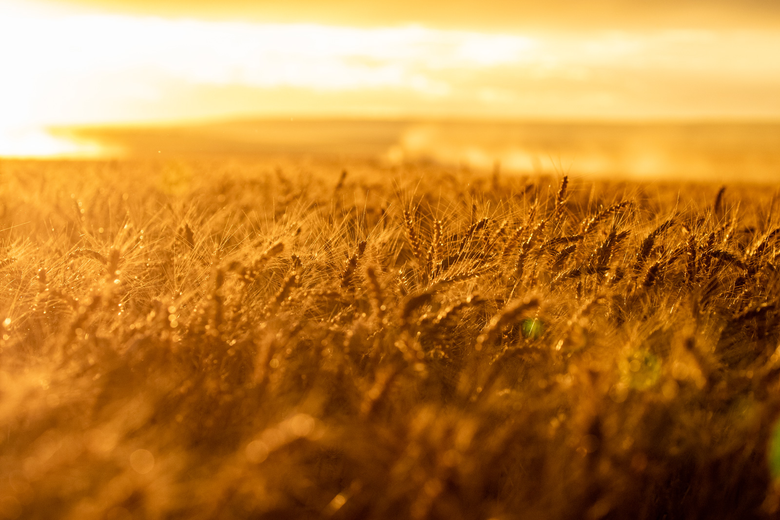 Up close image of grain