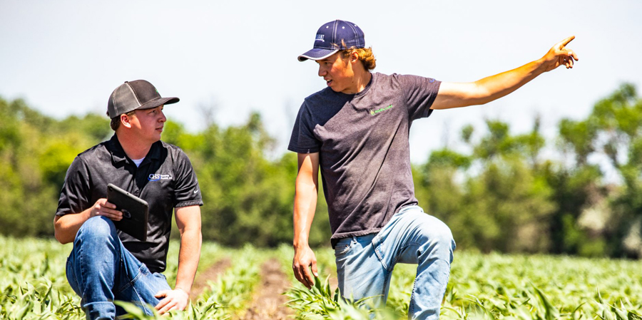 two people in a field looking at corn