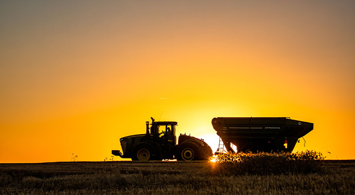 Combine harvesting grain at sunset