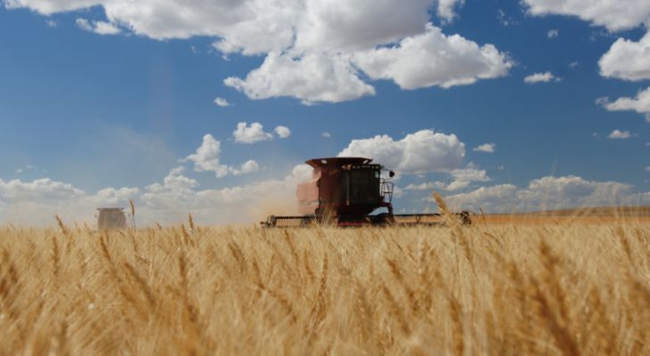 Wheat harvest