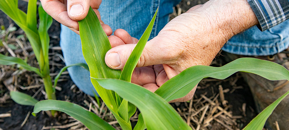 Two hands inspecting young corn plant