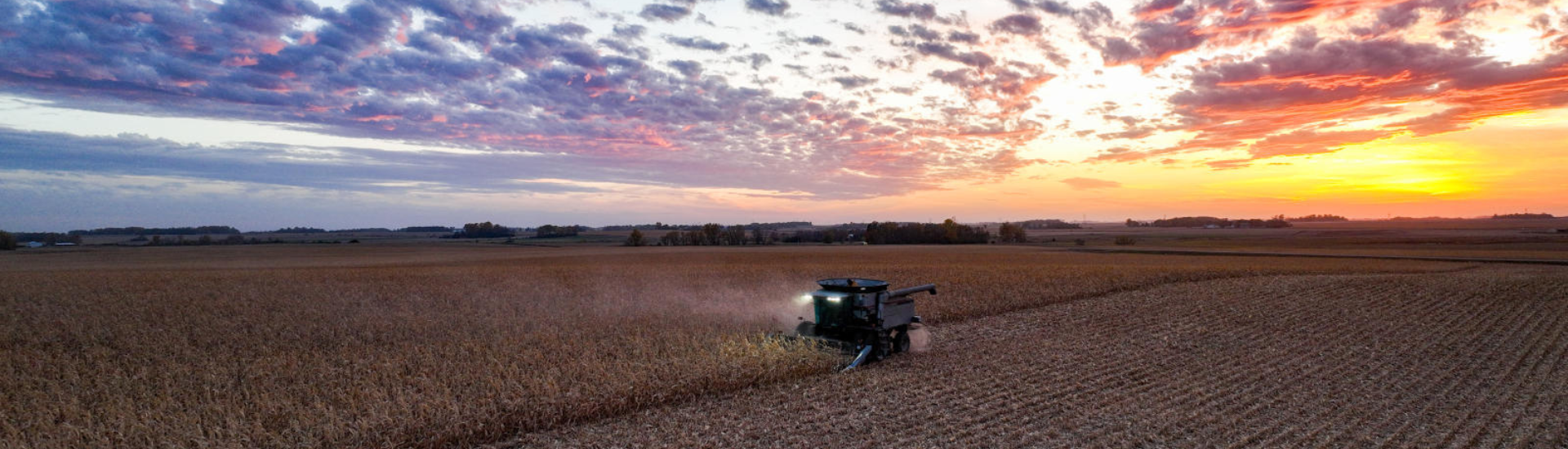 harvest at sunset
