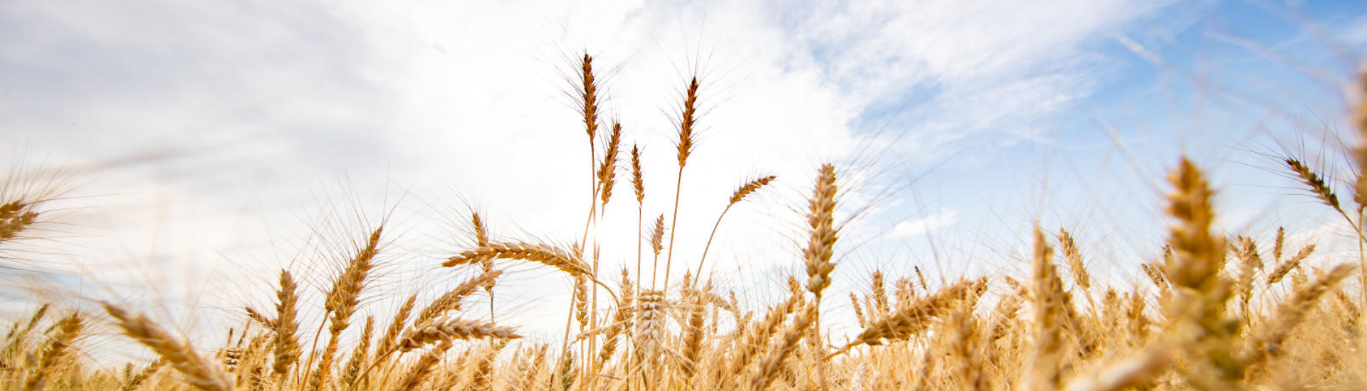 Wheat field under blue sky
